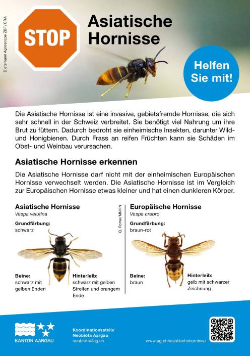 Asiatische Hornisse