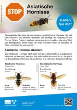 Asiatische Hornisse