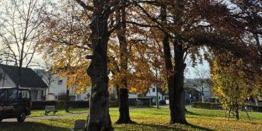 Altbaumgruppe im Stadtpark Ost gefällt