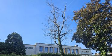 Baum beim Schützenparkplatz gefällt