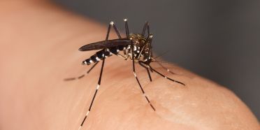 Asiatische Tigermücke