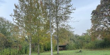 Baumfällung im Stadtpark Ost