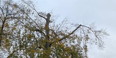 Baumfällung auf dem Inseli