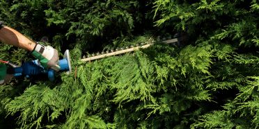 Zurückschneiden von Bäumen und Sträuchern